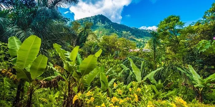 La luxuriance des forets humides de l-Est